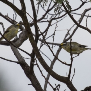 Pardalotus striatus at Royalla, NSW - 25 Jan 2016