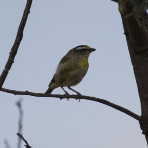 Pardalotus striatus at Royalla, NSW - 25 Jan 2016