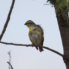 Pardalotus striatus at Royalla, NSW - 25 Jan 2016