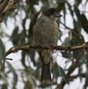 Cracticus torquatus at Theodore, ACT - 25 Jan 2016