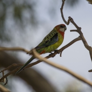 Platycercus eximius at Theodore, ACT - 25 Jan 2016