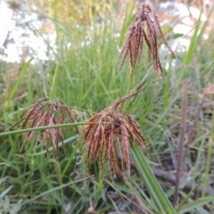 Cyperus congestus (Dense Flat-sedge) at Lake Burley Griffin West - 9 Mar 2016 by MichaelBedingfield