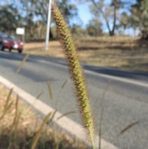 Setaria pumila at Yarralumla, ACT - 9 Mar 2016