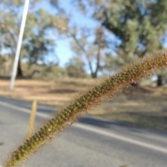 Setaria pumila at Yarralumla, ACT - 9 Mar 2016