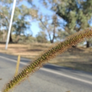 Setaria pumila at Yarralumla, ACT - 9 Mar 2016