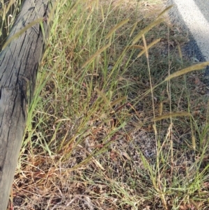 Setaria pumila at Yarralumla, ACT - 9 Mar 2016