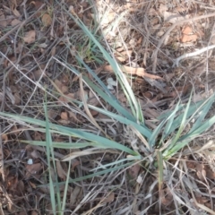 Dianella sp. aff. longifolia (Benambra) (Pale Flax Lily, Blue Flax Lily) at Belconnen, ACT - 13 Apr 2016 by MichaelMulvaney