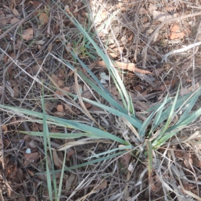 Dianella sp. aff. longifolia (Benambra) (Pale Flax Lily, Blue Flax Lily) at Lake Ginninderra - 13 Apr 2016 by MichaelMulvaney