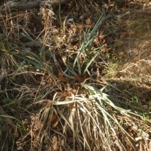 Dianella sp. aff. longifolia (Benambra) at Belconnen, ACT - 13 Apr 2016