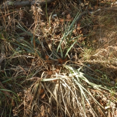 Dianella sp. aff. longifolia (Benambra) (Pale Flax Lily, Blue Flax Lily) at Belconnen, ACT - 13 Apr 2016 by MichaelMulvaney