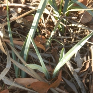 Dianella sp. aff. longifolia (Benambra) at Belconnen, ACT - 13 Apr 2016