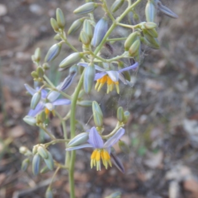 Dianella sp. aff. longifolia (Benambra) (Pale Flax Lily, Blue Flax Lily) at Lake Ginninderra - 13 Apr 2016 by MichaelMulvaney