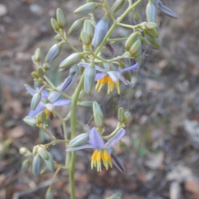 Dianella sp. aff. longifolia (Benambra) (Pale Flax Lily, Blue Flax Lily) at Belconnen, ACT - 13 Apr 2016 by MichaelMulvaney