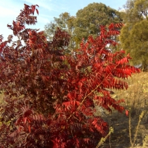 Pistacia chinensis at Isaacs Ridge - 15 Apr 2016 03:46 PM