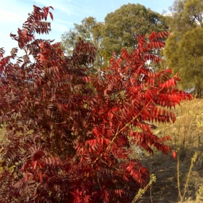 Pistacia chinensis (Chinese Pistachio) at Isaacs Ridge - 15 Apr 2016 by Mike