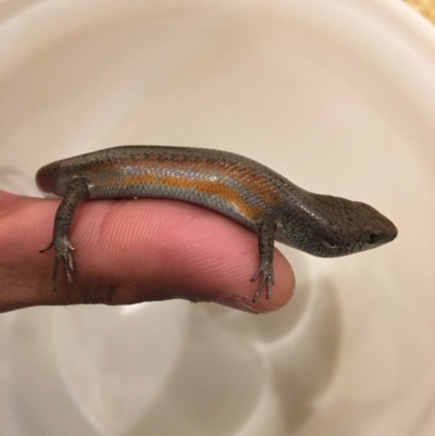 Carlia tetradactyla (Southern Rainbow Skink) at Calwell, ACT - 16 Apr 2016 by Anam