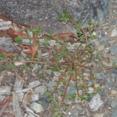 Portulaca oleracea (Munyeroo ,Pigweed, Purslane) at Greenway, ACT - 16 Jan 2016 by MichaelBedingfield