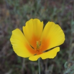 Eschscholzia californica (California Poppy) at Pine Island to Point Hut - 19 Jan 2016 by michaelb