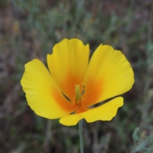 Eschscholzia californica at Greenway, ACT - 19 Jan 2016 07:40 PM