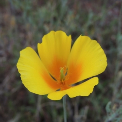 Eschscholzia californica (California Poppy) at Greenway, ACT - 19 Jan 2016 by MichaelBedingfield