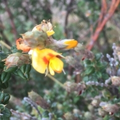 Oxylobium ellipticum (Common Shaggy Pea) at Mount Clear, ACT - 17 Apr 2016 by jackfrench