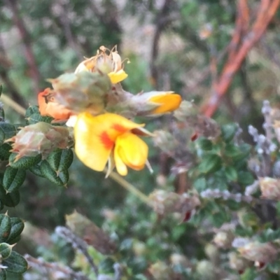 Oxylobium ellipticum (Common Shaggy Pea) at Mount Clear, ACT - 17 Apr 2016 by jackfrench