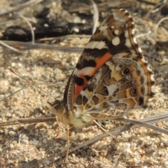 Vanessa kershawi (Australian Painted Lady) at Greenway, ACT - 16 Jan 2016 by michaelb