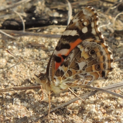 Vanessa kershawi (Australian Painted Lady) at Pine Island to Point Hut - 16 Jan 2016 by michaelb