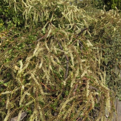 Anredera cordifolia (Madeira Vine) at Mount Rogers - 3 Apr 2016 by pinnaCLE