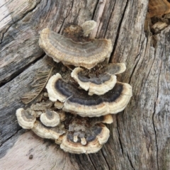 Trametes sp. at Bungonia, NSW - 16 Apr 2016 by RyuCallaway