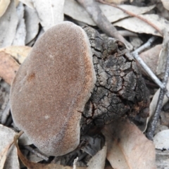 Phellinus sp. (non-resupinate) (A polypore) at Bungonia, NSW - 16 Apr 2016 by ArcherCallaway