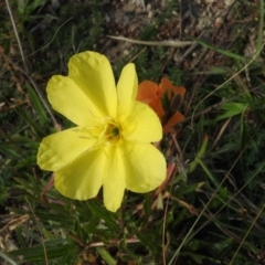 Oenothera stricta subsp. stricta (Common Evening Primrose) at Gilmore, ACT - 15 Apr 2016 by ArcherCallaway