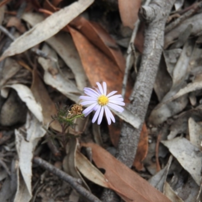 Brachyscome rigidula (Hairy Cut-leaf Daisy) at Bungonia, NSW - 16 Apr 2016 by ArcherCallaway