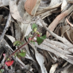 Einadia hastata (Berry Saltbush) at Bungonia, NSW - 16 Apr 2016 by ArcherCallaway