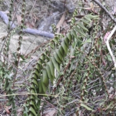 Pellaea falcata (Sickle Fern) at Bungonia, NSW - 16 Apr 2016 by ArcherCallaway