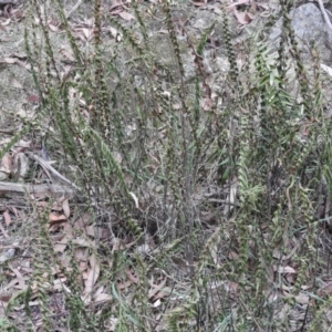 Pellaea falcata at Bungonia, NSW - 16 Apr 2016