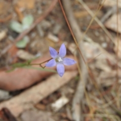 Wahlenbergia sp. (Bluebell) at Bungonia, NSW - 16 Apr 2016 by ArcherCallaway