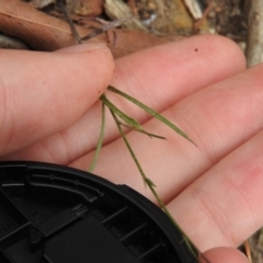 Wahlenbergia sp. at Bungonia, NSW - 16 Apr 2016 03:10 PM