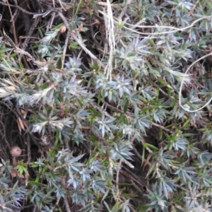 Styphelia humifusum at Bungonia, NSW - 16 Apr 2016