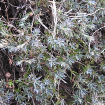 Styphelia humifusum (Cranberry Heath) at Bungonia, NSW - 16 Apr 2016 by ArcherCallaway