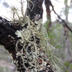 Usnea sp. (genus) (Bearded lichen) at Bungonia, NSW - 16 Apr 2016 by RyuCallaway