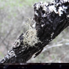 Usnea sp. (genus) at Bungonia, NSW - 16 Apr 2016