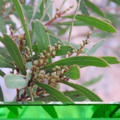 Acacia obtusata (Blunt-leaf Wattle) at Bungonia, NSW - 16 Apr 2016 by RyuCallaway