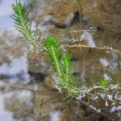 Myriophyllum simulans (Water Milfoil) at Bungonia, NSW - 16 Apr 2016 by ArcherCallaway