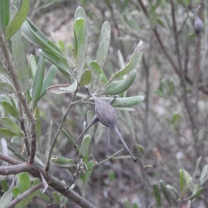 Grevillea sp. at Bungonia, NSW - 16 Apr 2016