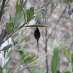 Grevillea sp. at Bungonia, NSW - 16 Apr 2016