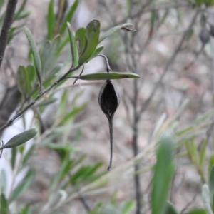 Grevillea sp. at Bungonia, NSW - 16 Apr 2016