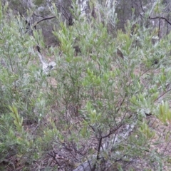 Grevillea sp. at Bungonia, NSW - 16 Apr 2016