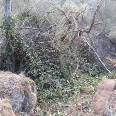Hedera helix (Ivy) at Mount Majura - 18 Apr 2016 by waltraud