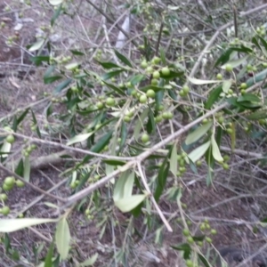 Olea europaea subsp. cuspidata at Hackett, ACT - 18 Apr 2016 05:11 PM